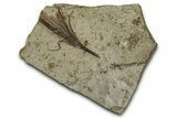 Detailed Fossil Feather - Green River Formation, Utah #356684-1